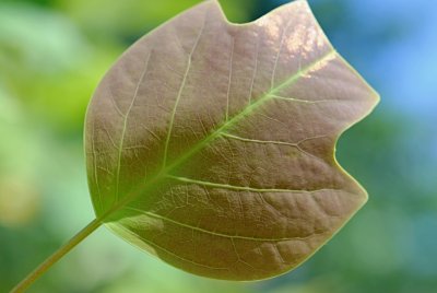 Liriodendron x Chapel Hill - liliovník čínský x tulipánokvětý - list -líc